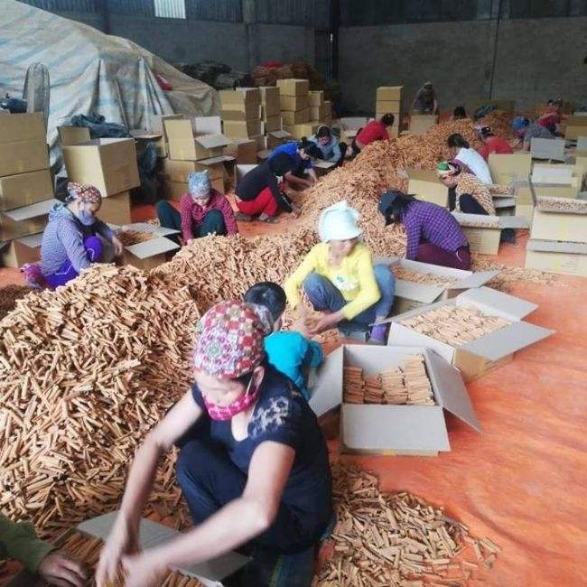 VIETNAMESE CINNAMON STICKS – BAKING & BEVERAGE USE | WHOLESALE EXPORT SUPPLY 2