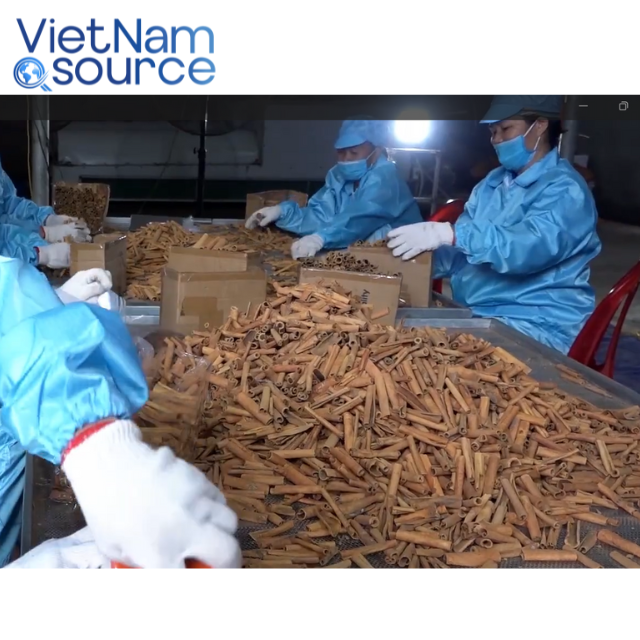 VIETNAMESE CINNAMON CHIPS & PIECES – MIXED CUT | AIR-DRIED | FACTORY SUPPLY 3