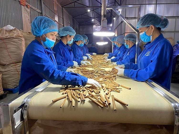 VIETNAMESE CINNAMON STICKS 6–10CM – NATURAL DRIED SPICE | RETAIL & PRIVATE LABEL 2