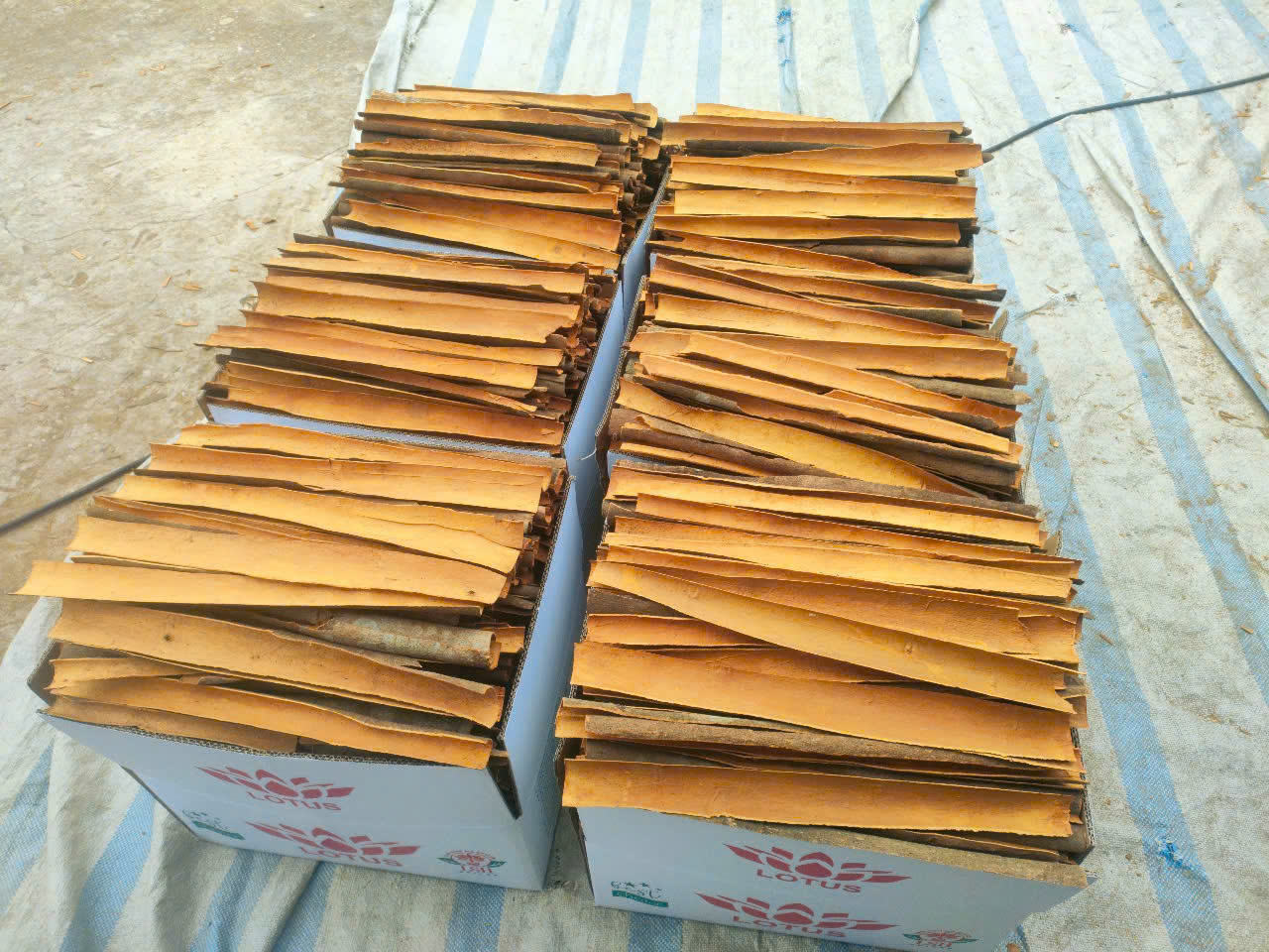 PREMIUM VIETNAMESE CINNAMON – STICKS, CHIPS, CUPS & POWDER | BULK EXPORT SUPPLY 3