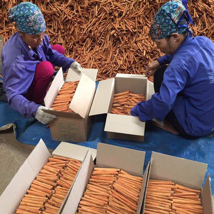 PREMIUM VIETNAMESE DRIED ROASTED CINNAMON – SPICY FLAVOR | MOQ 1 TON | WHOLESALE EXPORT 4