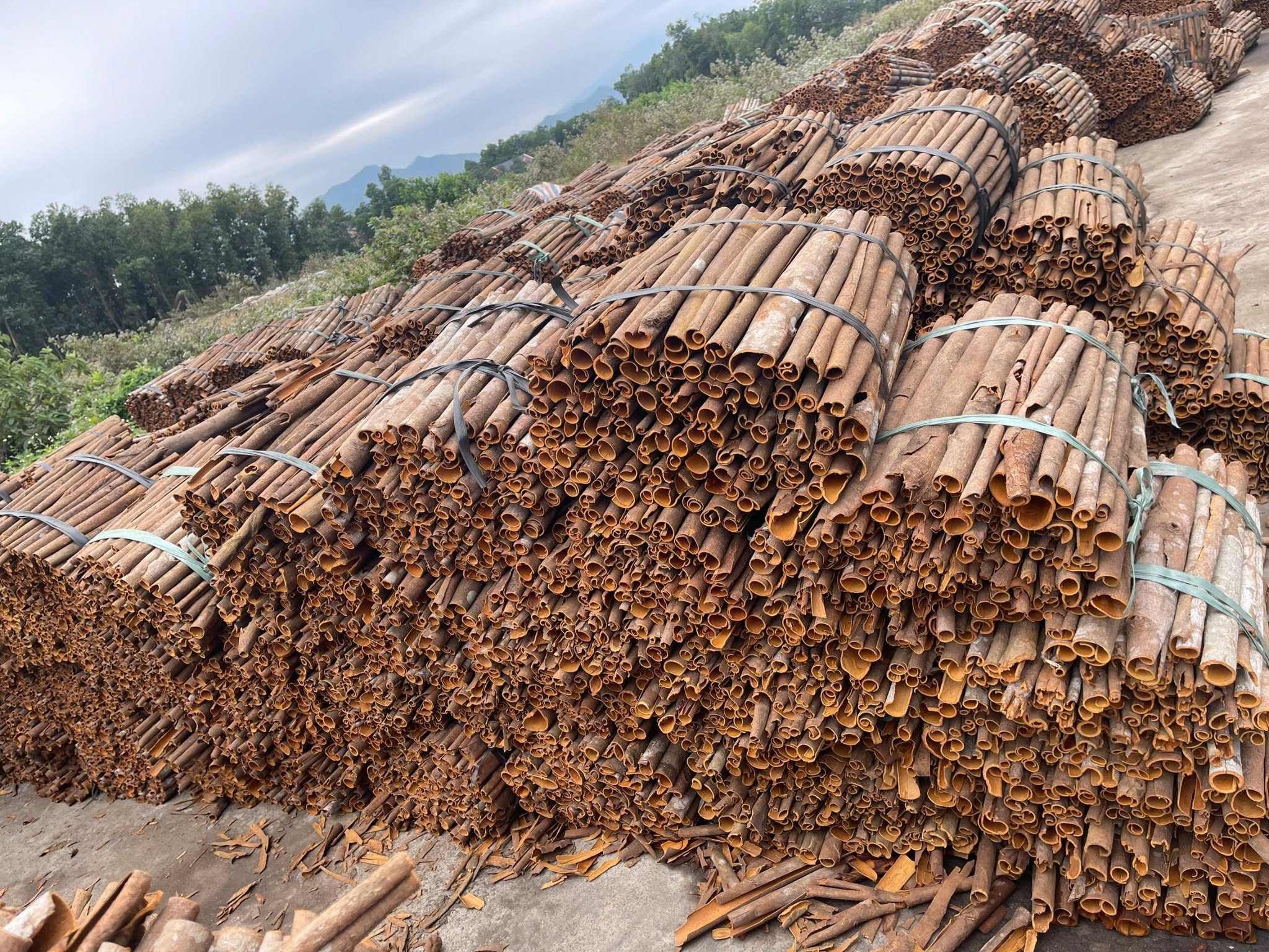 VIETNAMESE CASSIA CINNAMON – FACTORY DIRECT WHOLESALE | NATURAL OIL | FOOD PROCESSING & EXPORT 4