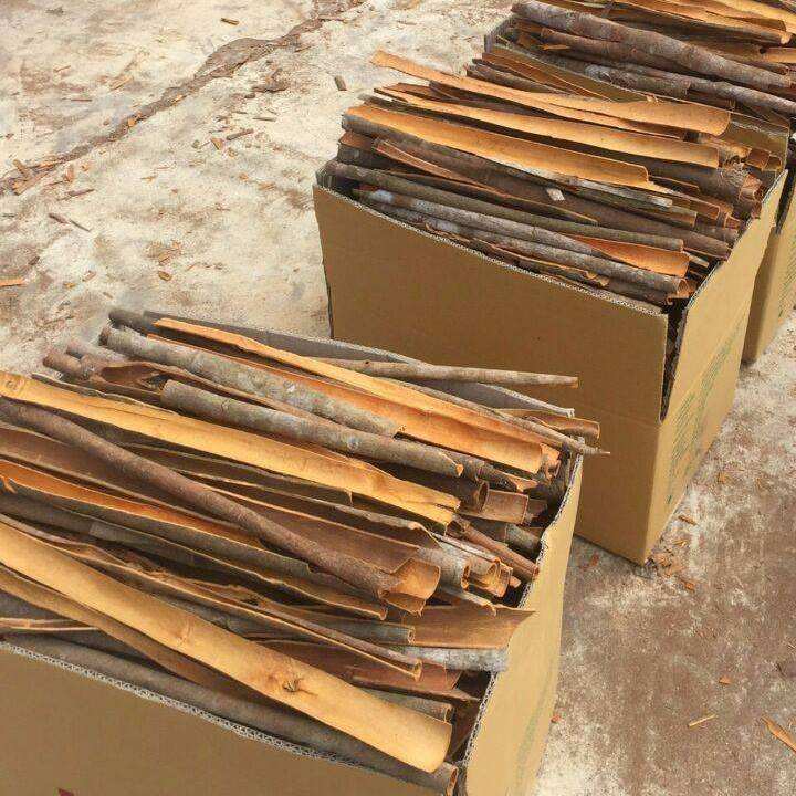 FRESH NATURAL VIETNAMESE CINNAMON STICKS – 12-MONTH SHELF LIFE | IMPORTER WHOLESALE 4