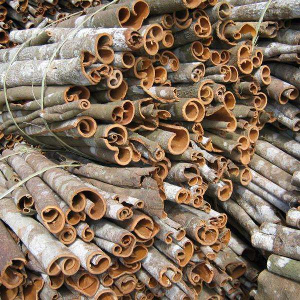VIETNAMESE CASSIA CINNAMON STICKS – NATURAL SPICE FOR TEA, BEVERAGES & FOOD PROCESSING 2