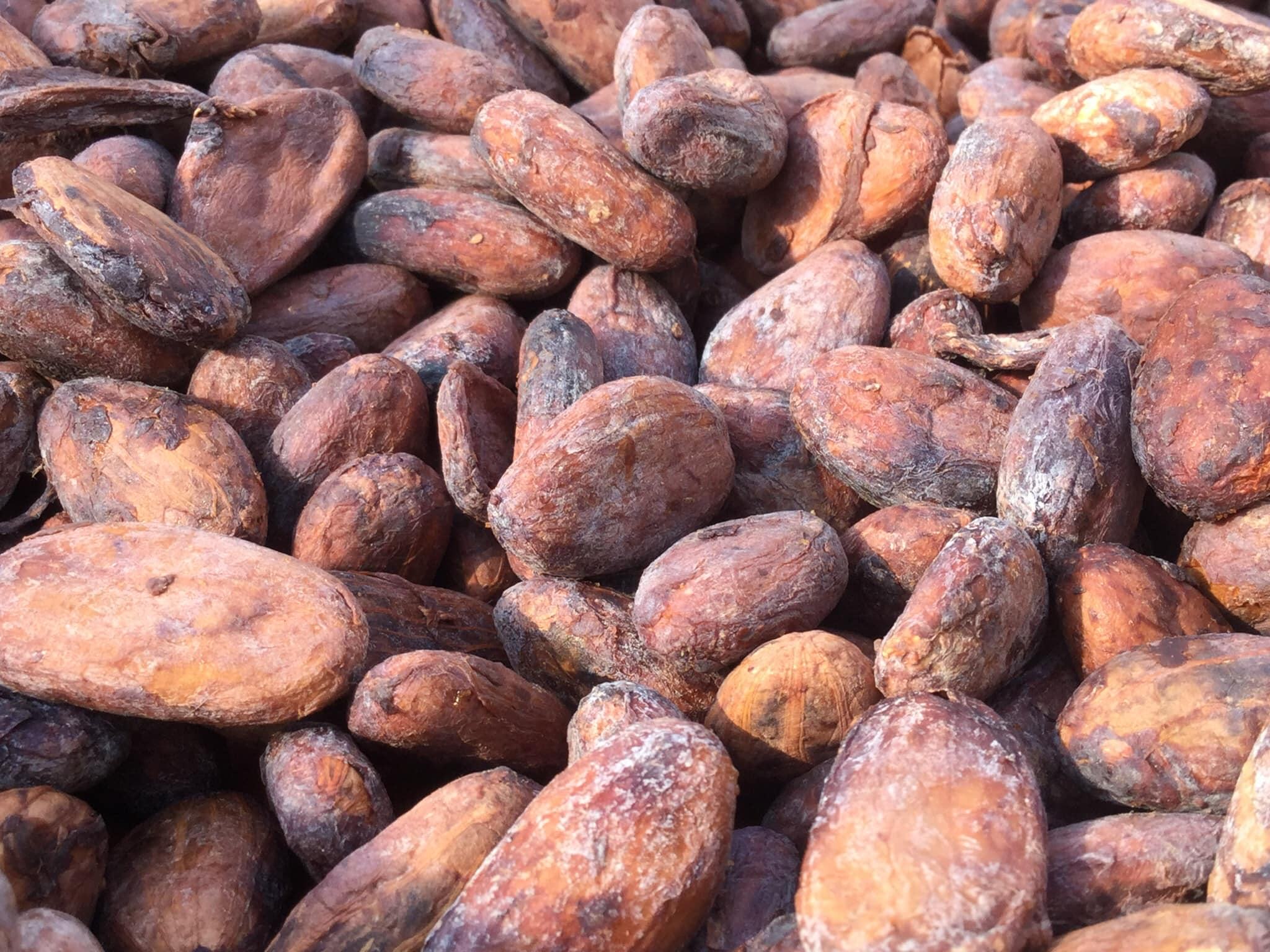 PREMIUM RAW COCOA BEANS – BAGGED | 45% COCOA | CHOCOLATE-MAKING INGREDIENT 2