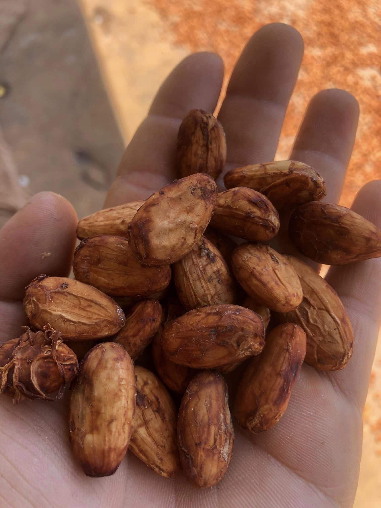 PREMIUM RAW COCOA BEANS – BAGGED | 45% COCOA | CHOCOLATE-MAKING INGREDIENT 4