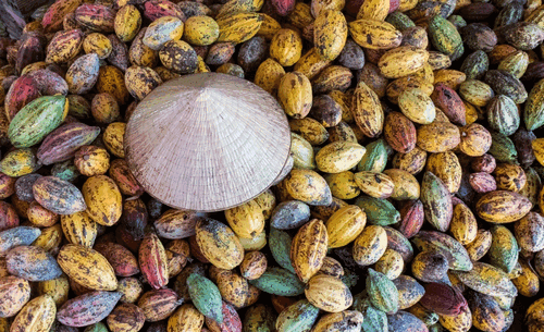 PREMIUM VIETNAMESE RAW COCOA BEANS – 45% COCOA | ≤10% MOISTURE | 50KG 2