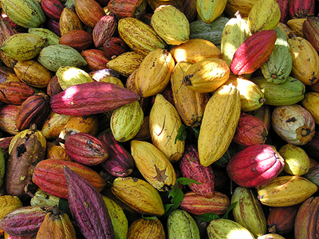 PREMIUM VIETNAMESE RAW COCOA BEANS – 45% COCOA | ≤10% MOISTURE | 50KG 3