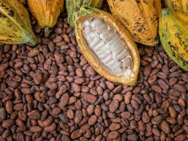 PREMIUM VIETNAMESE RAW COCOA BEANS – 45% COCOA | ≤10% MOISTURE | 50KG 4