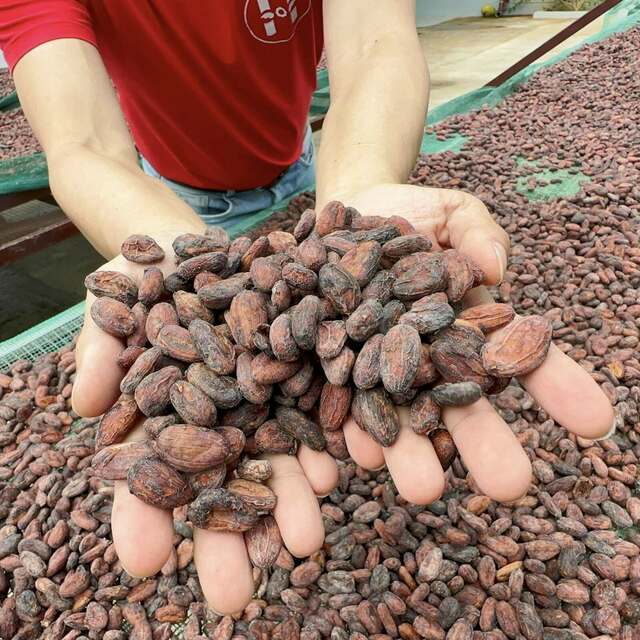 PREMIUM VIETNAMESE RAW COCOA BEANS – 45% COCOA | ≤10% MOISTURE | 50KG