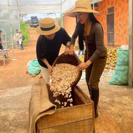 PREMIUM VIETNAMESE EXPORT-GRADE COCOA BEANS – FERMENTED & SUN-DRIED | CHOCOLATE FACTORY SUPPLY