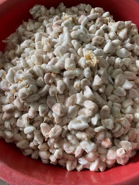 PREMIUM VIETNAMESE EXPORT-GRADE COCOA BEANS – FERMENTED & SUN-DRIED | CHOCOLATE FACTORY SUPPLY 2
