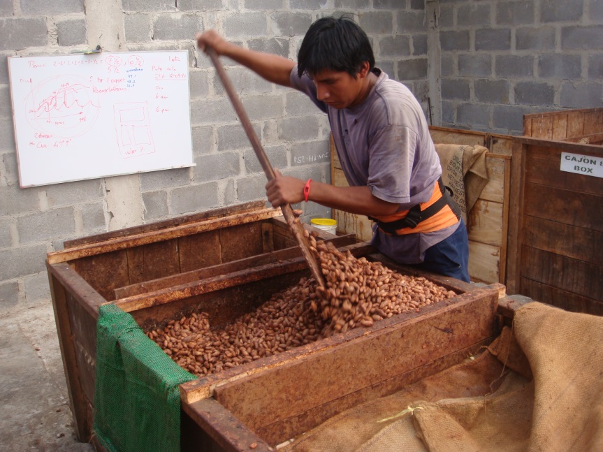 PREMIUM VIETNAMESE EXPORT-GRADE COCOA BEANS – FERMENTED & SUN-DRIED | CHOCOLATE FACTORY SUPPLY 4