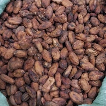 PREMIUM ROASTED COCOA BEANS – RAW-PROCESSING INGREDIENT | FINE CHOCOLATE | BAGGED SUPPLY
