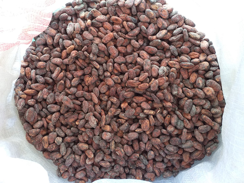 PREMIUM ROASTED COCOA BEANS – RAW-PROCESSING INGREDIENT | FINE CHOCOLATE | BAGGED SUPPLY 2
