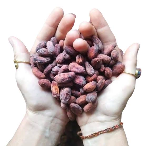 PREMIUM ROASTED COCOA BEANS – RAW-PROCESSING INGREDIENT | FINE CHOCOLATE | BAGGED SUPPLY 3