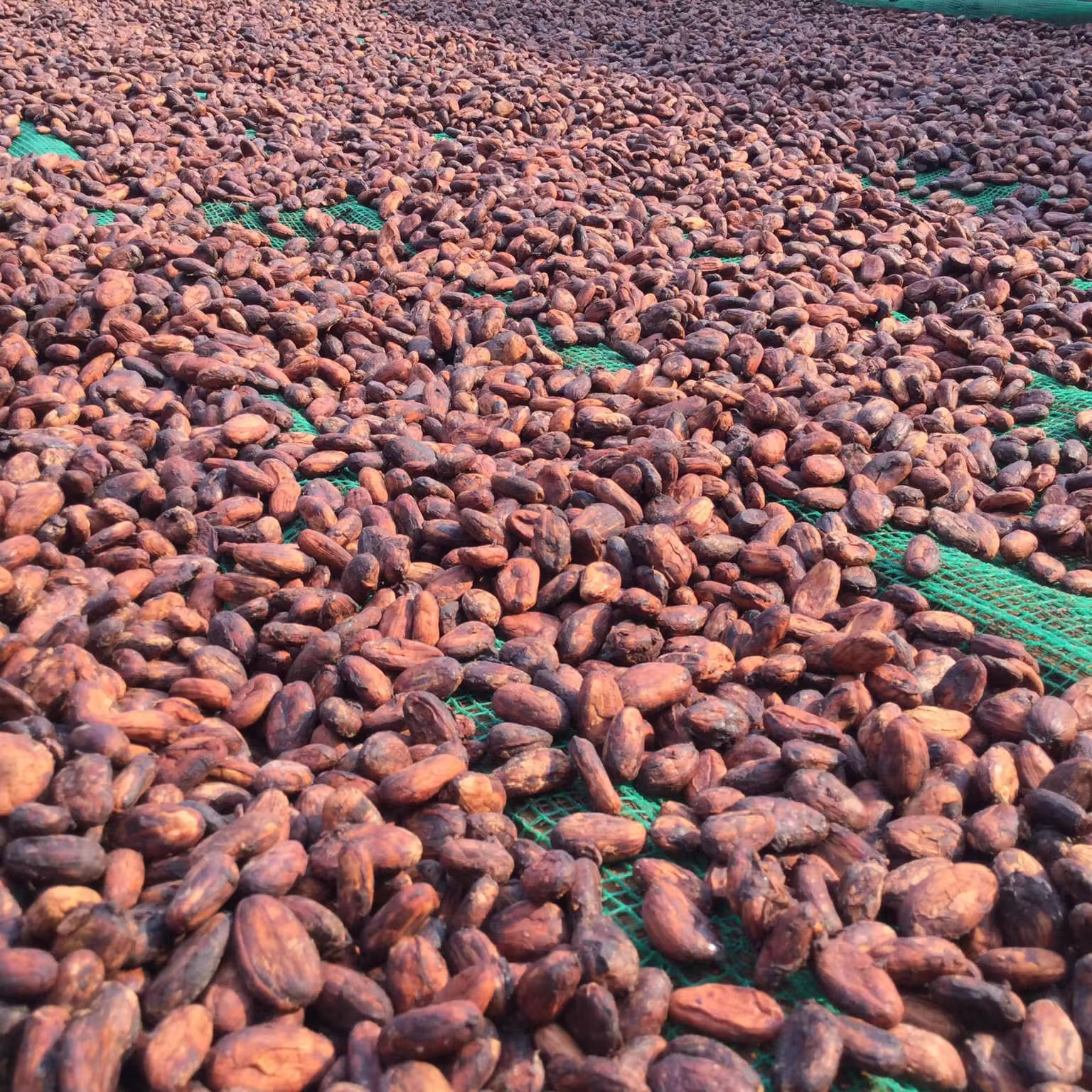 PREMIUM NATURAL COCOA BEANS – LARGE & UNIFORM | PRESERVATIVE-FREE