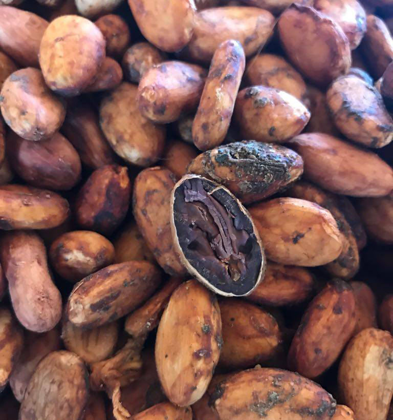 PREMIUM NATURAL COCOA BEANS – LARGE & UNIFORM | PRESERVATIVE-FREE 2