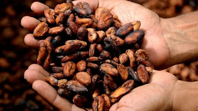 PREMIUM NATURAL COCOA BEANS – LARGE & UNIFORM | PRESERVATIVE-FREE 3
