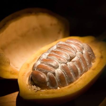 PREMIUM VIETNAMESE FERMENTED COCOA BEANS – SUN-DRIED | CHOCOLATE INDUSTRY SUPPLY
