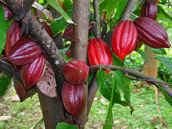 PREMIUM VIETNAMESE FERMENTED COCOA BEANS – SUN-DRIED | CHOCOLATE INDUSTRY SUPPLY 2