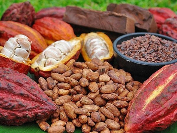 PREMIUM VIETNAMESE FERMENTED COCOA BEANS – SUN-DRIED | CHOCOLATE INDUSTRY SUPPLY 3