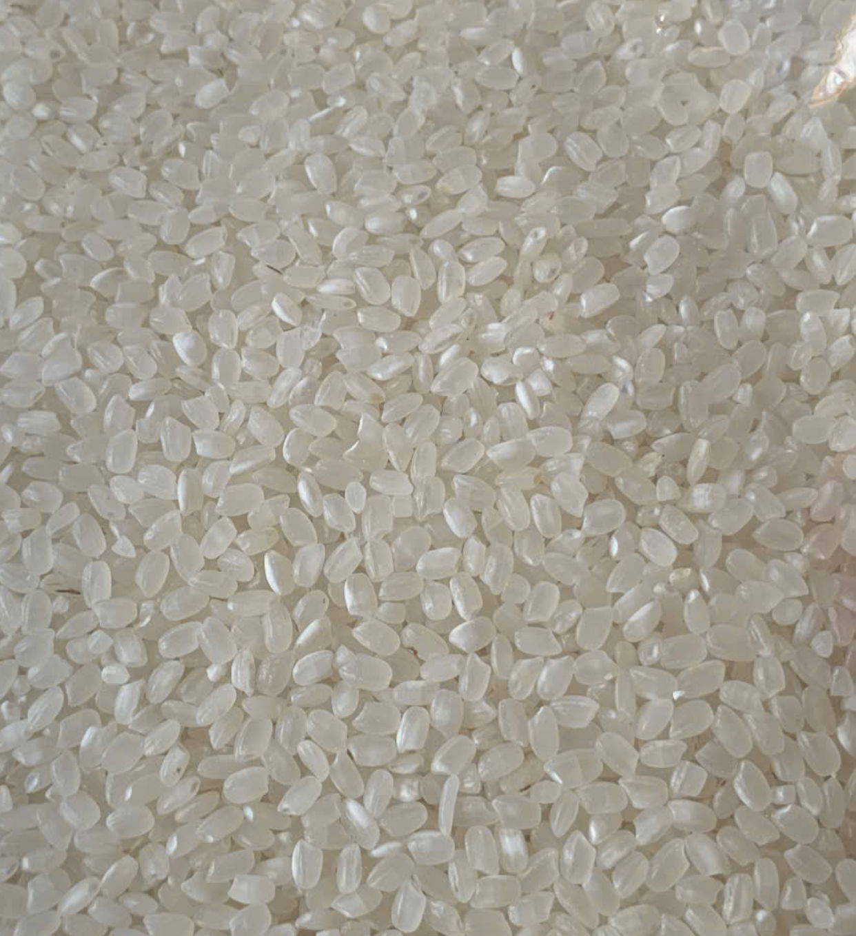 PREMIUM JAPANESE-STYLE SHORT-GRAIN WHITE RICE – CLEAN, SOFT & STICKY | COMPETITIVE B2B SUPPLY