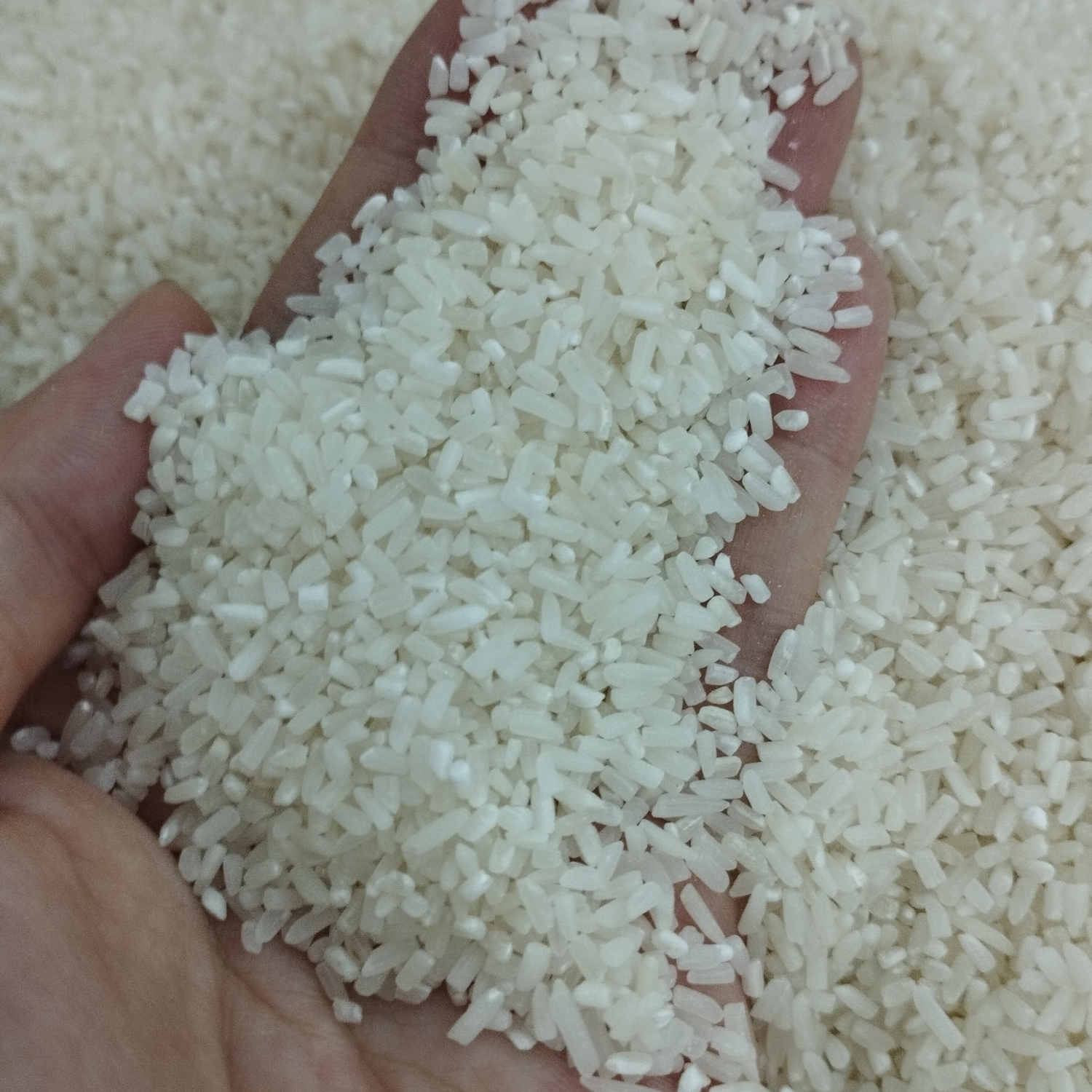 PREMIUM VIETNAMESE BROKEN RICE – NATURAL | BULK WHOLESALE | COMPETITIVE EXPORT SUPPLY 3