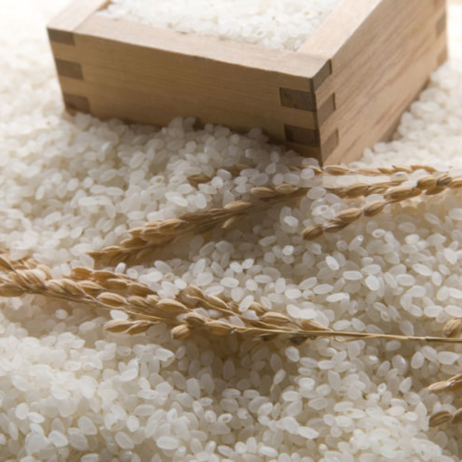 PREMIUM VIETNAMESE BROKEN RICE – NATURAL | BULK WHOLESALE | COMPETITIVE EXPORT SUPPLY 4