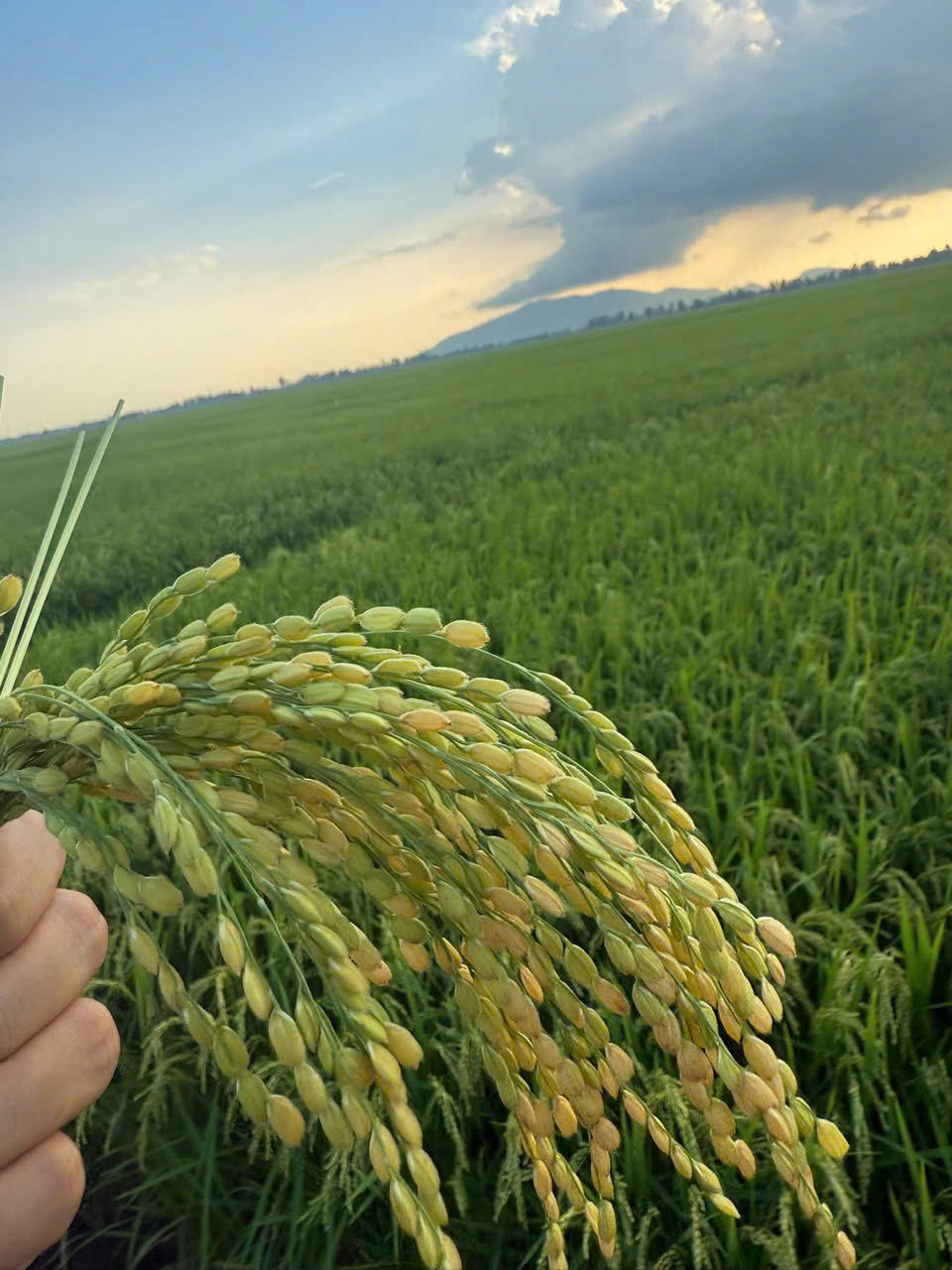 PREMIUM VIETNAMESE BROKEN RICE – NEW CROP | SOFT & STICKY | HIGH QUALITY 4