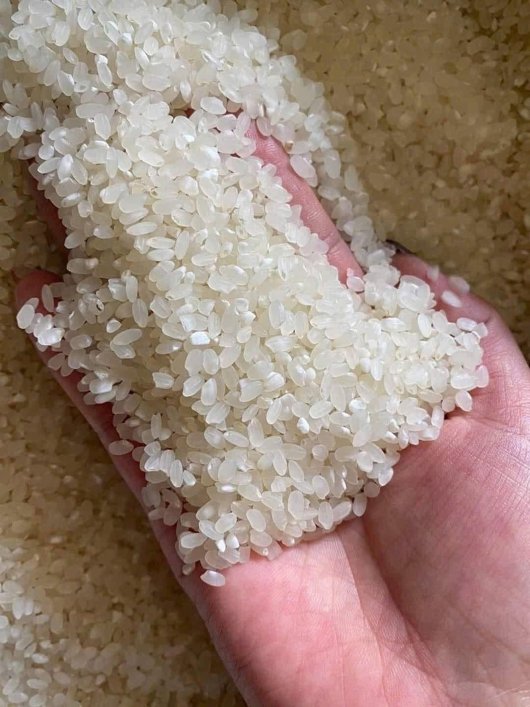 PREMIUM VIETNAMESE DRY GLUTINOUS RICE – SOFT TEXTURE | 25KG/50KG WOVEN PP BAGS | BULK SUPPLY 3