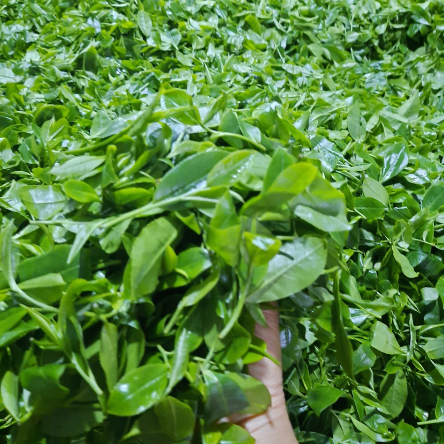 PREMIUM THAI NGUYEN GREEN TEA – 200G | LOOSE LEAF | VIETNAM EXPORT SUPPLIER 4