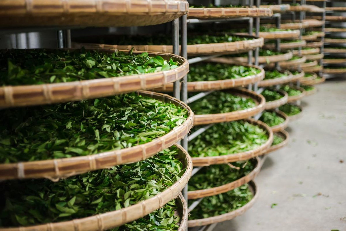 PREMIUM VIETNAMESE DRIED GREEN TEA – FRESH AROMA | OEM/ODM | WHOLESALE 3