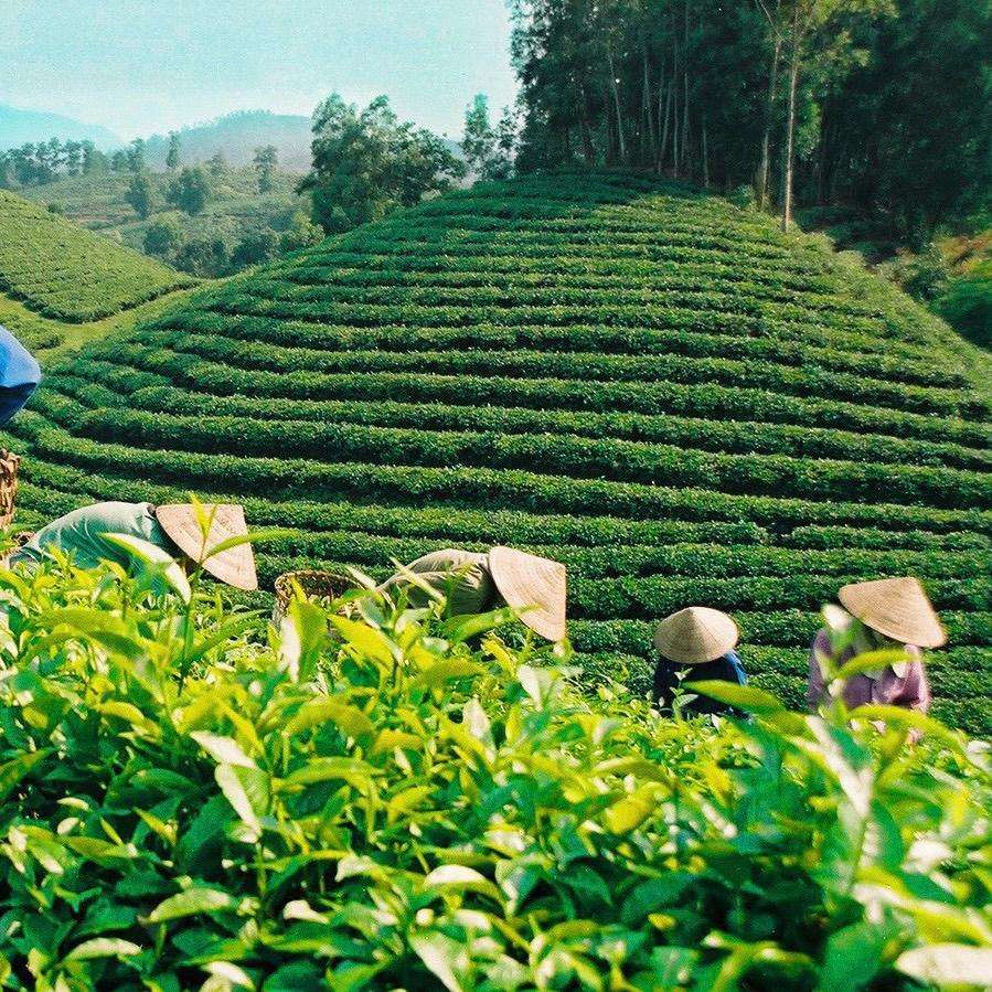 PREMIUM ORGANIC VIETNAMESE LOOSE-LEAF GREEN TEA – EXPORT QUALITY | WHOLESALE 3
