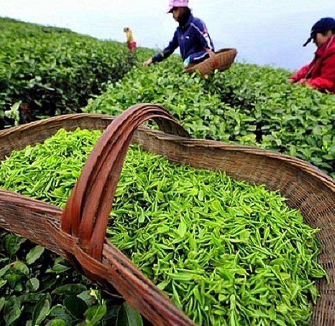 PREMIUM ORGANIC VIETNAMESE LOOSE-LEAF GREEN TEA – EXPORT QUALITY | WHOLESALE 4