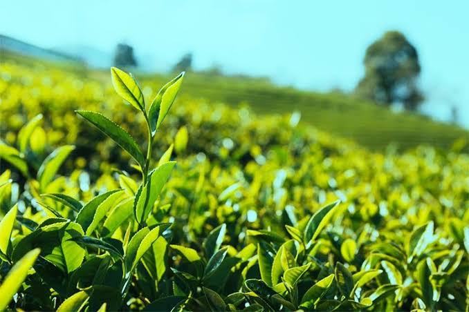 PREMIUM VIETNAMESE STEAMED GREEN TEA 70G – HIGH-GRADE | WHOLE-LEAF TEA 2