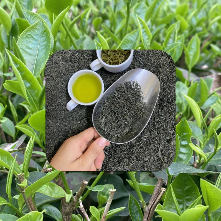 PREMIUM VIETNAMESE THAI NGUYEN DINH GREEN TEA – LOOSE LEAF WHOLESALE