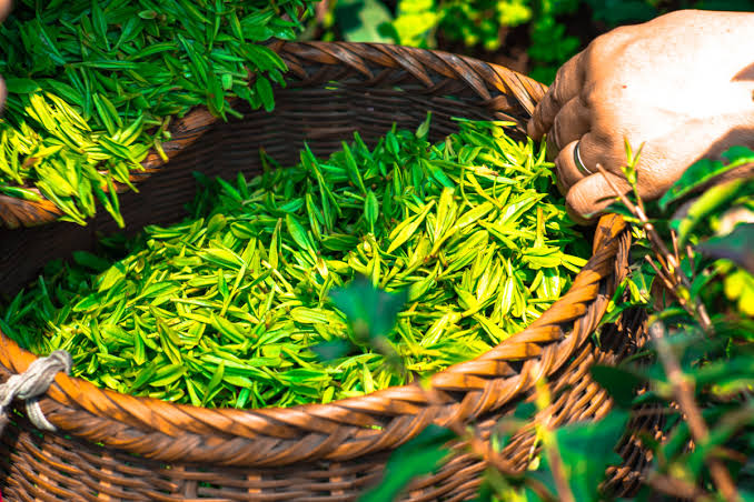 PREMIUM VIETNAMESE GREEN TEA – WHOLESALE & COMPETITIVE PRICING 2