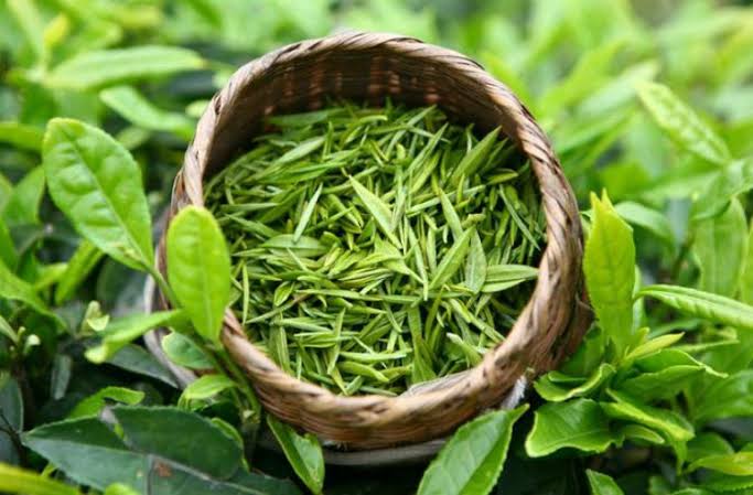 PREMIUM VIETNAMESE GREEN TEA – WHOLESALE & COMPETITIVE PRICING 3