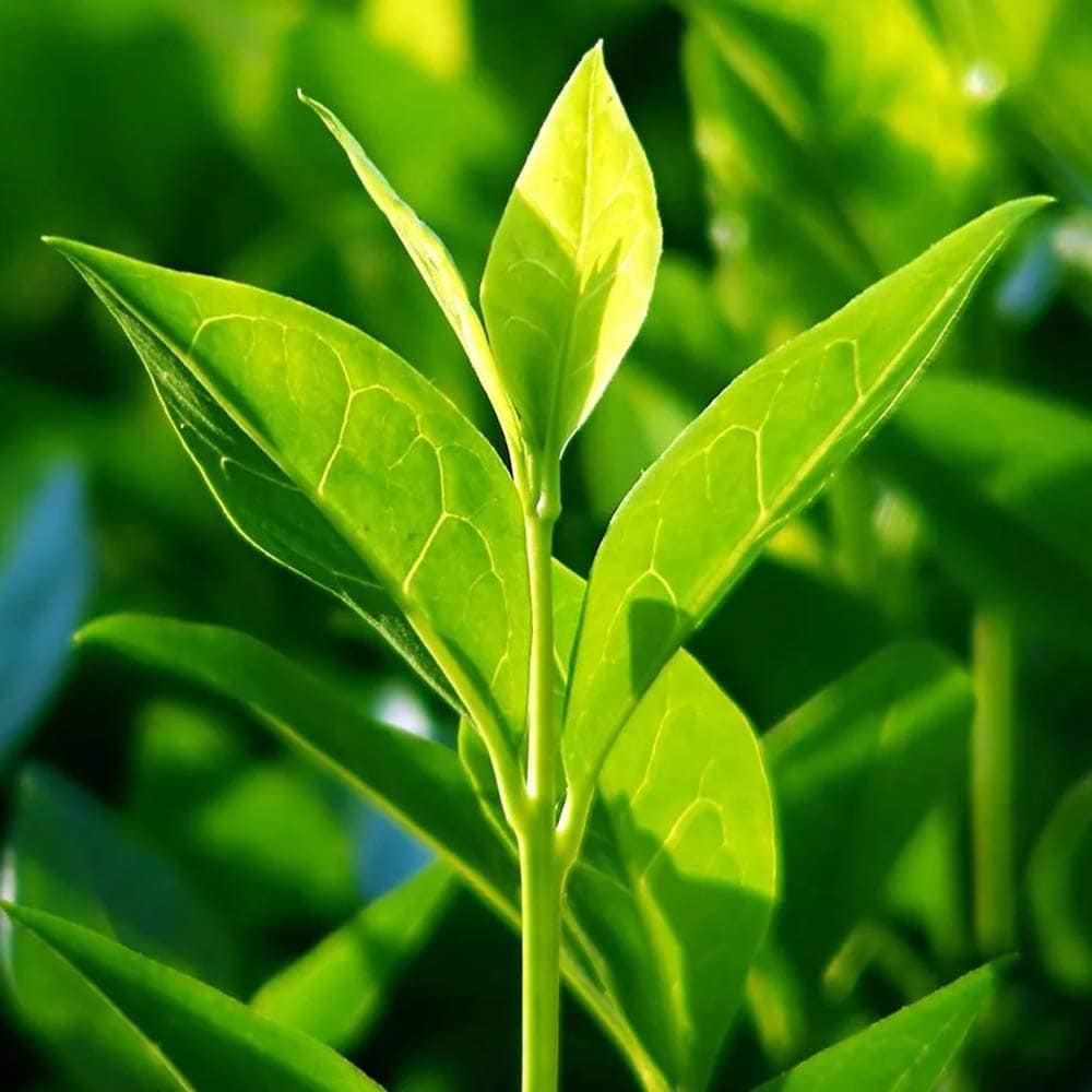 PREMIUM F GREEN TEA – FRESH TEA LEAVES | COMPETITIVE WHOLESALE PRICING