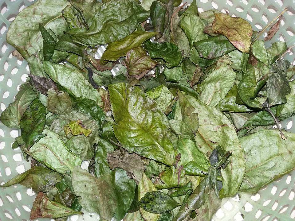 PURE VIETNAMESE DRIED GREEN TEA – COARSE PROCESSED | BAG PACKAGING 4