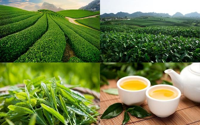 PREMIUM VIETNAMESE GREEN TEA LEAVES – GAP CERTIFIED | 1KG BULK PACK 2
