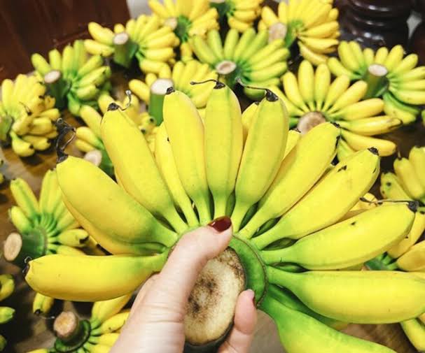 PREMIUM VIETNAMESE FRESH BANANA – NATURALLY SWEET | WHOLESALE EXPORT 3