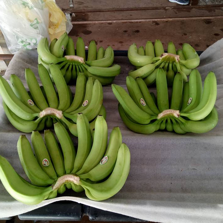 PREMIUM VIETNAMESE ORGANIC FRESH CAVENDISH BANANA – 13KG | ISO/GAP