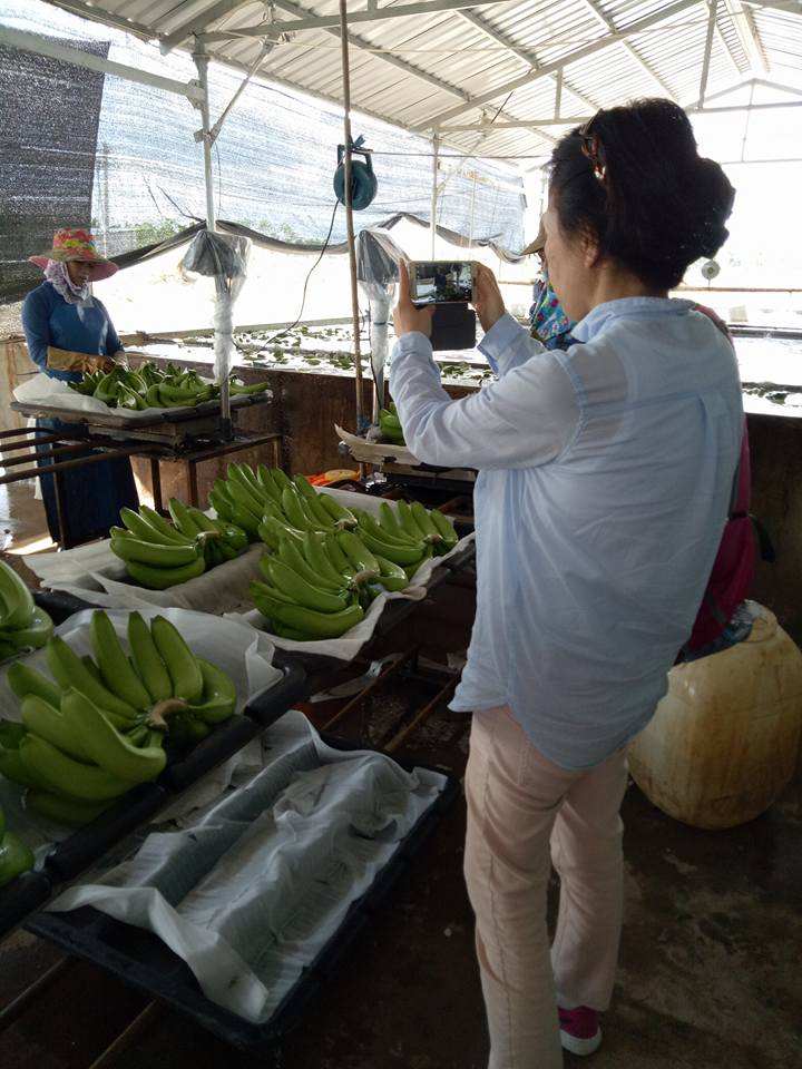 PREMIUM VIETNAMESE ORGANIC FRESH CAVENDISH BANANA – 13KG | ISO/GAP 2