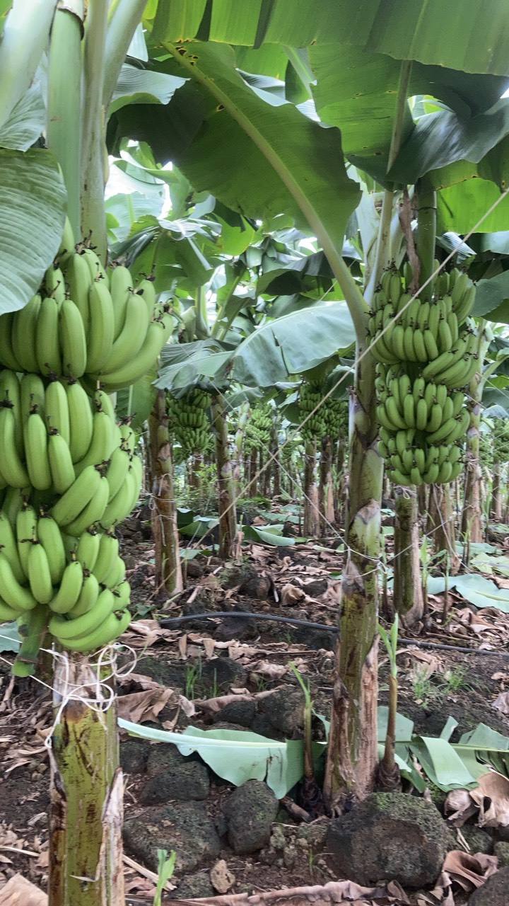 PREMIUM VIETNAMESE ORGANIC FRESH CAVENDISH BANANA – 13KG | ISO/GAP 3