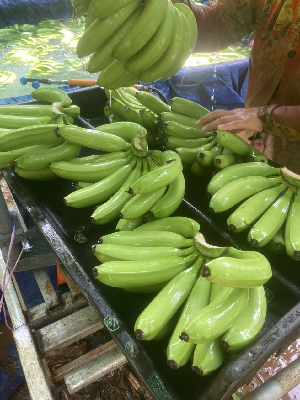 PREMIUM VIETNAMESE ORGANIC FRESH CAVENDISH BANANA – 13KG | ISO/GAP 4