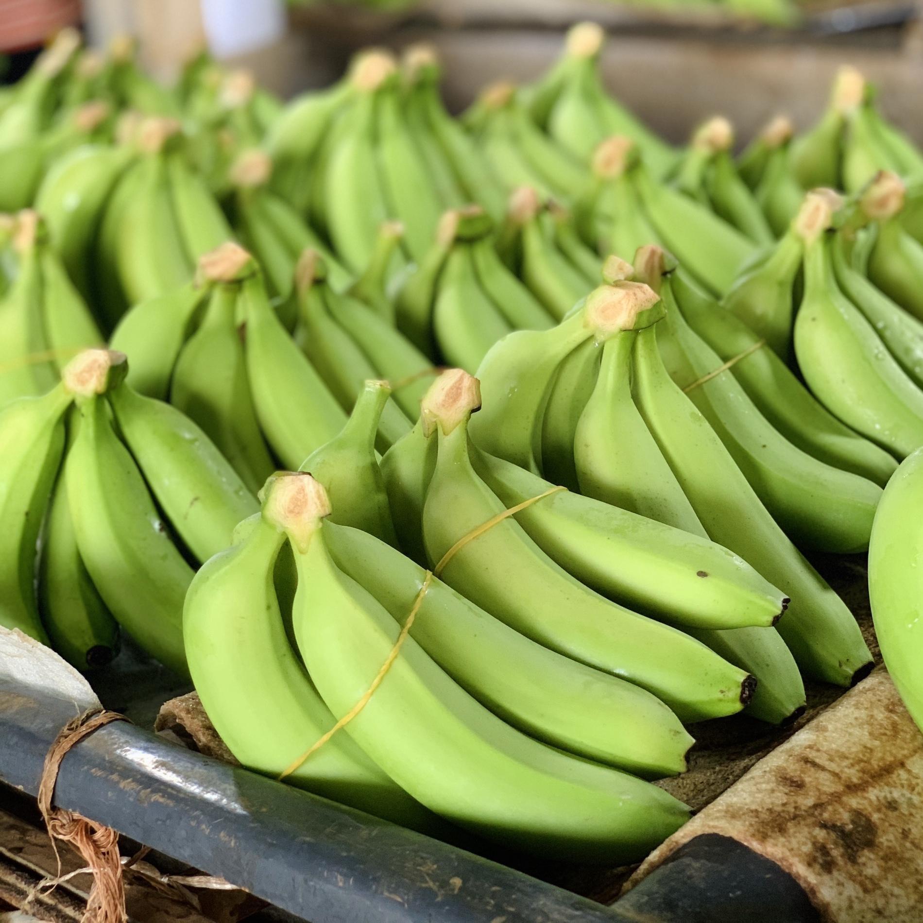 VIETNAMESE GREEN BANANA – FRESH / SOFT DRIED | BULK WHOLESALE FOR BANANA POWDER | EU & JAPAN EXPORT