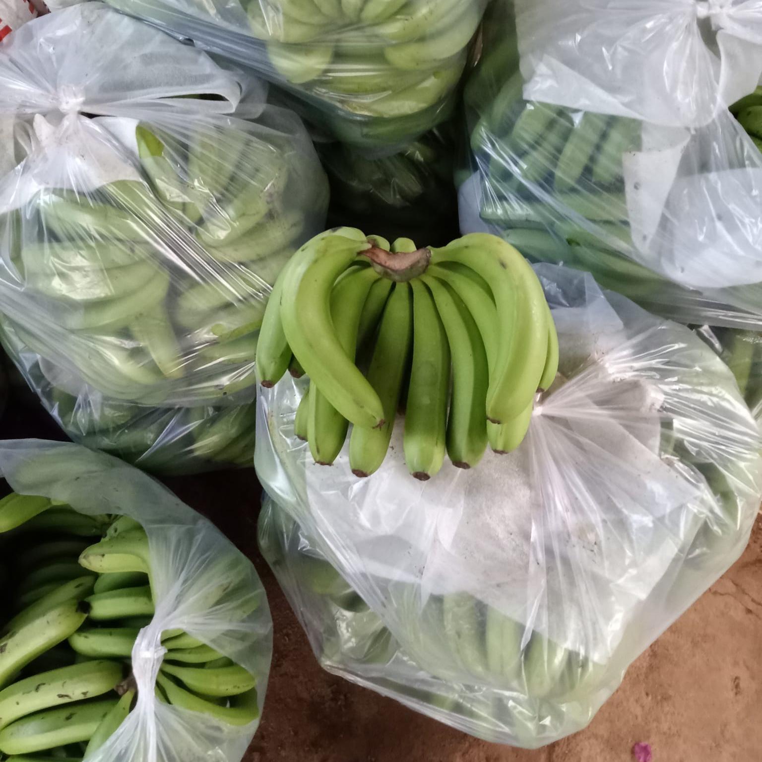 VIETNAMESE GREEN BANANA – FRESH / SOFT DRIED | BULK WHOLESALE FOR BANANA POWDER | EU & JAPAN EXPORT 2