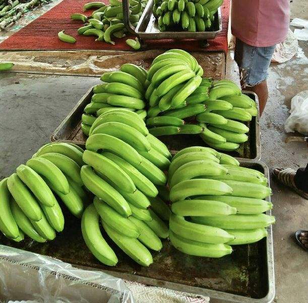 VIETNAMESE GREEN BANANA – FRESH / SOFT DRIED | BULK WHOLESALE FOR BANANA POWDER | EU & JAPAN EXPORT 3